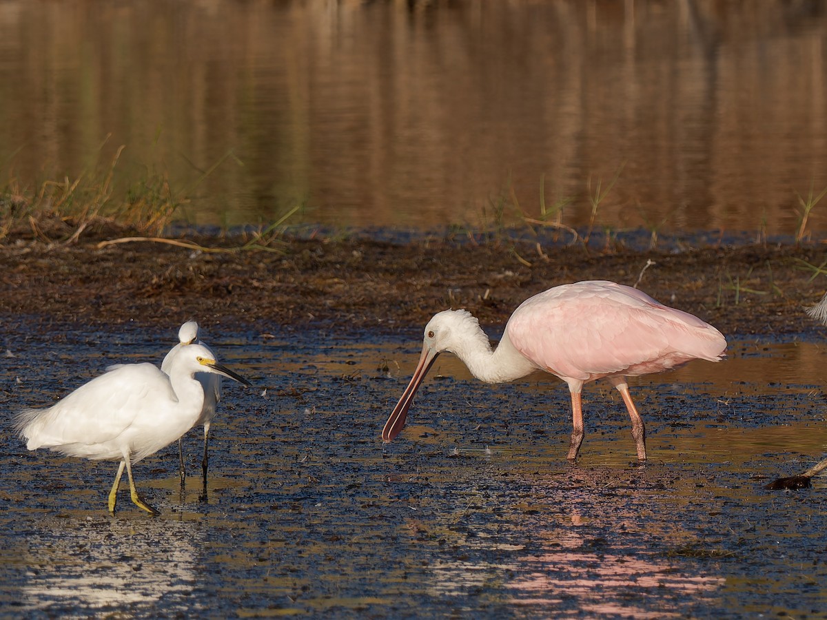 Espátula Rosada - ML644743877