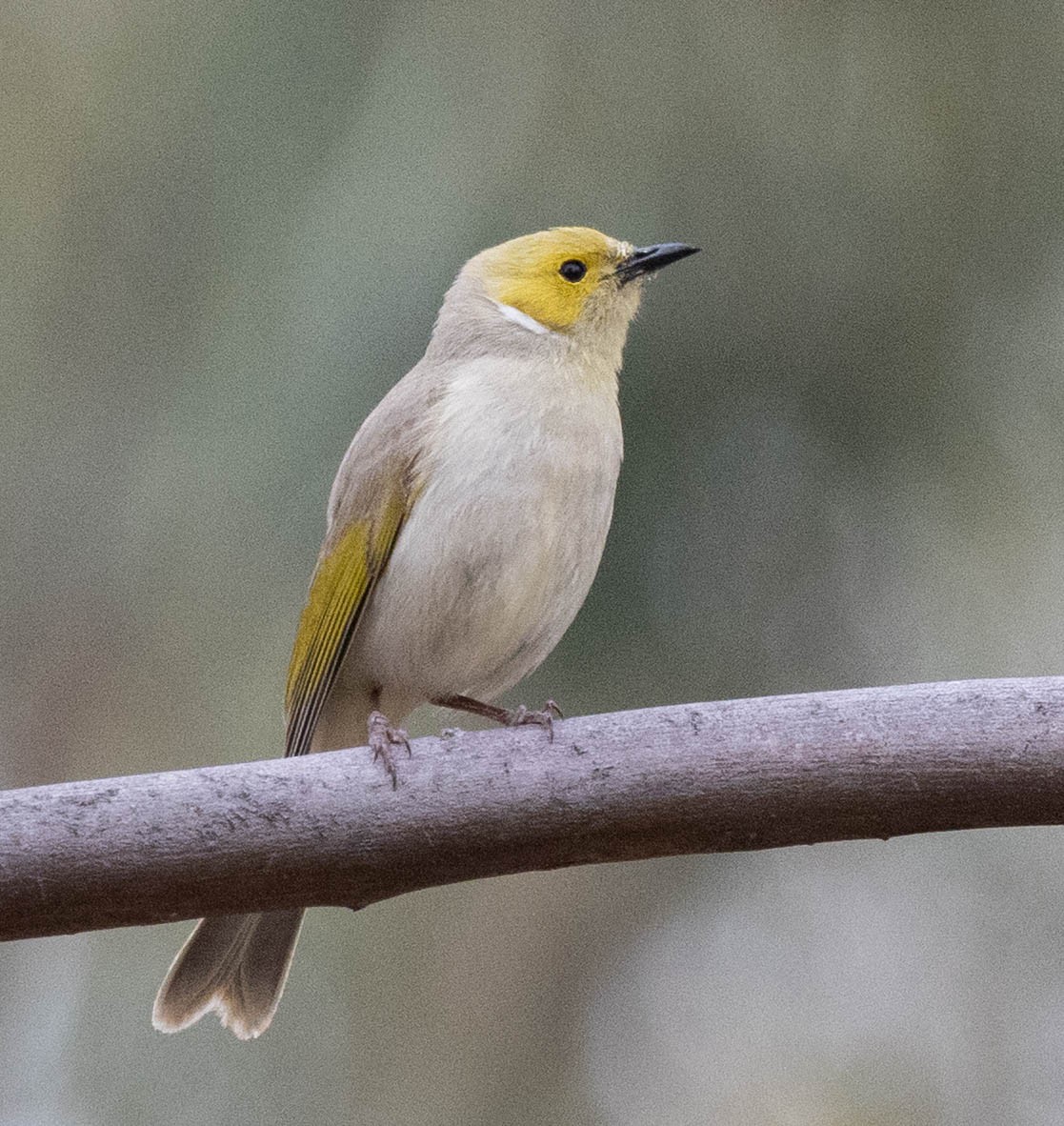 Медник блідий - ML644743879