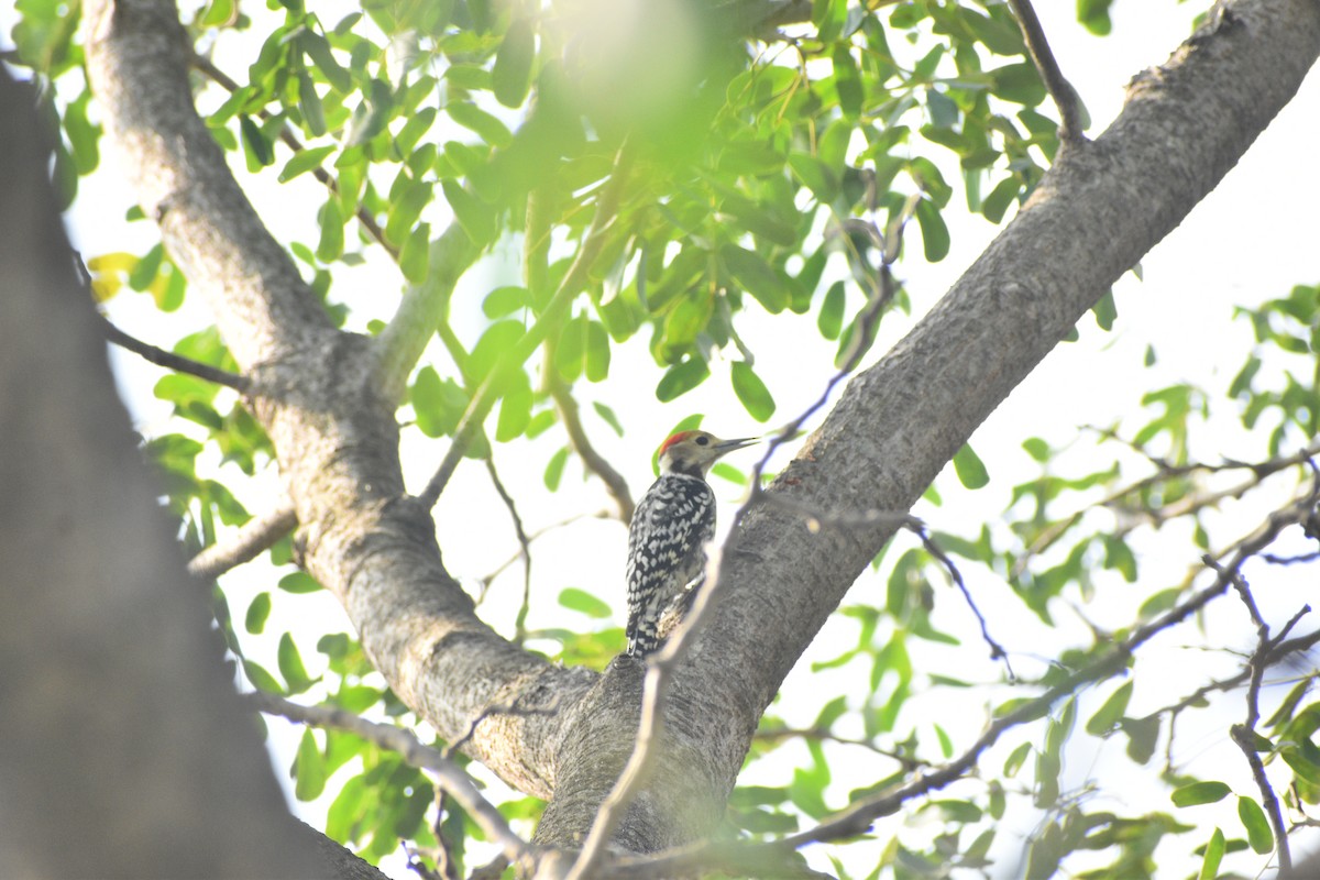 ildkronespett - ML644743893