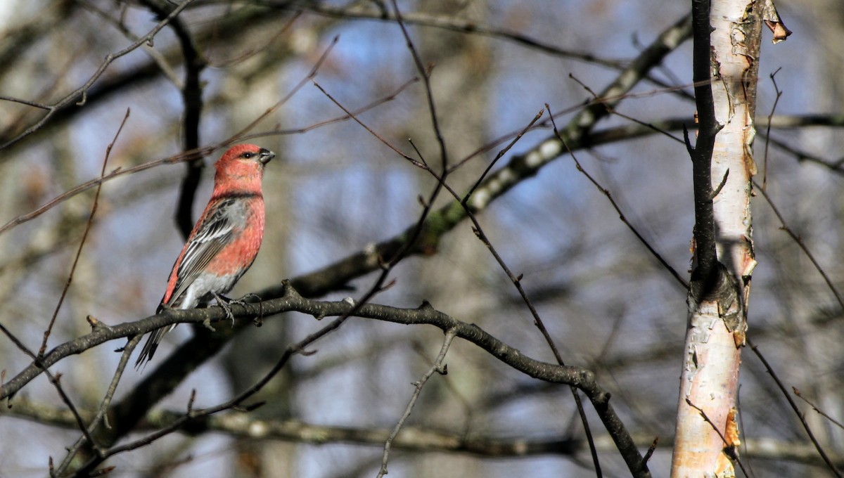 ギンザンマシコ - ML644743894