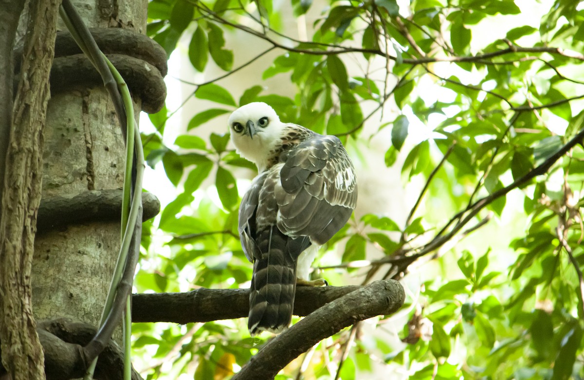 セレベスクマタカ - ML644743895