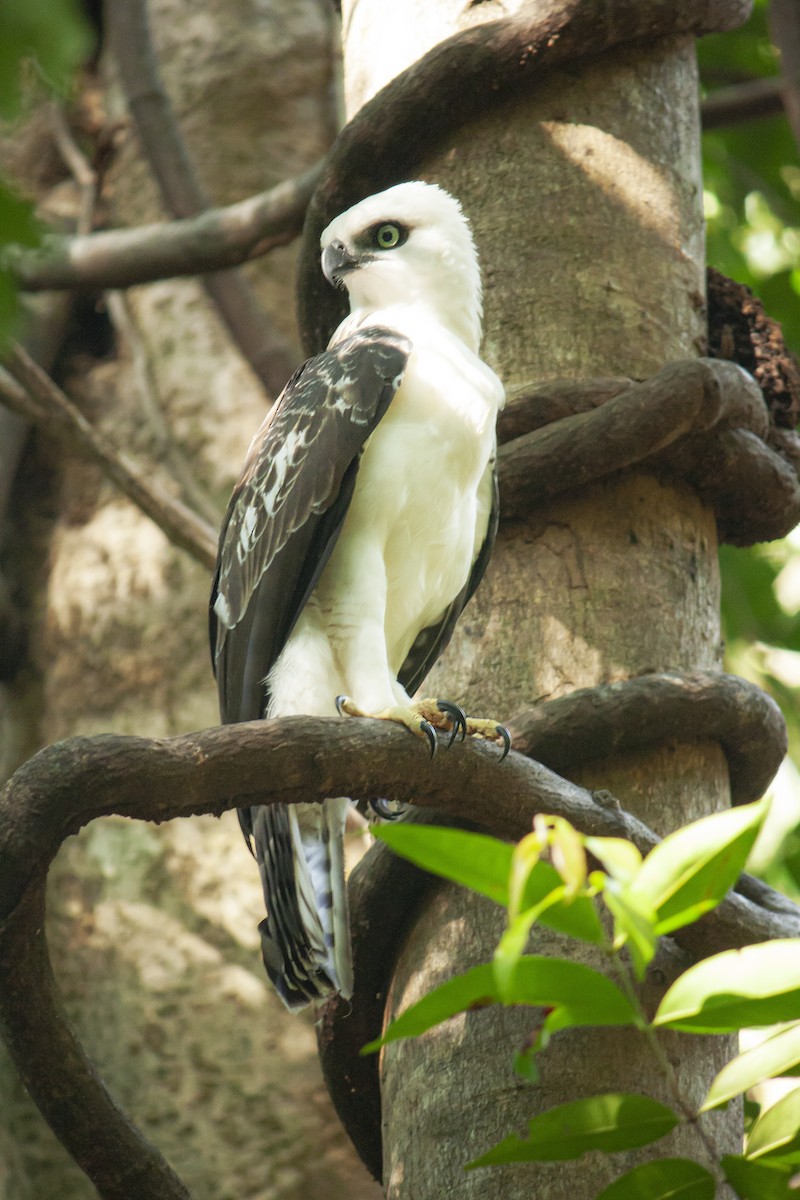 セレベスクマタカ - ML644743896