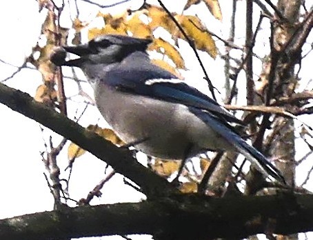 Blue Jay - ML644743905