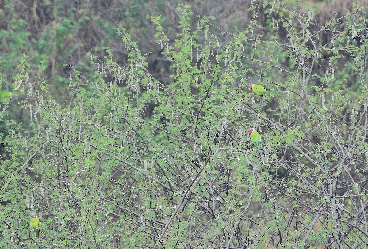 Erik Başlı Yeşil Papağan - ML644743908