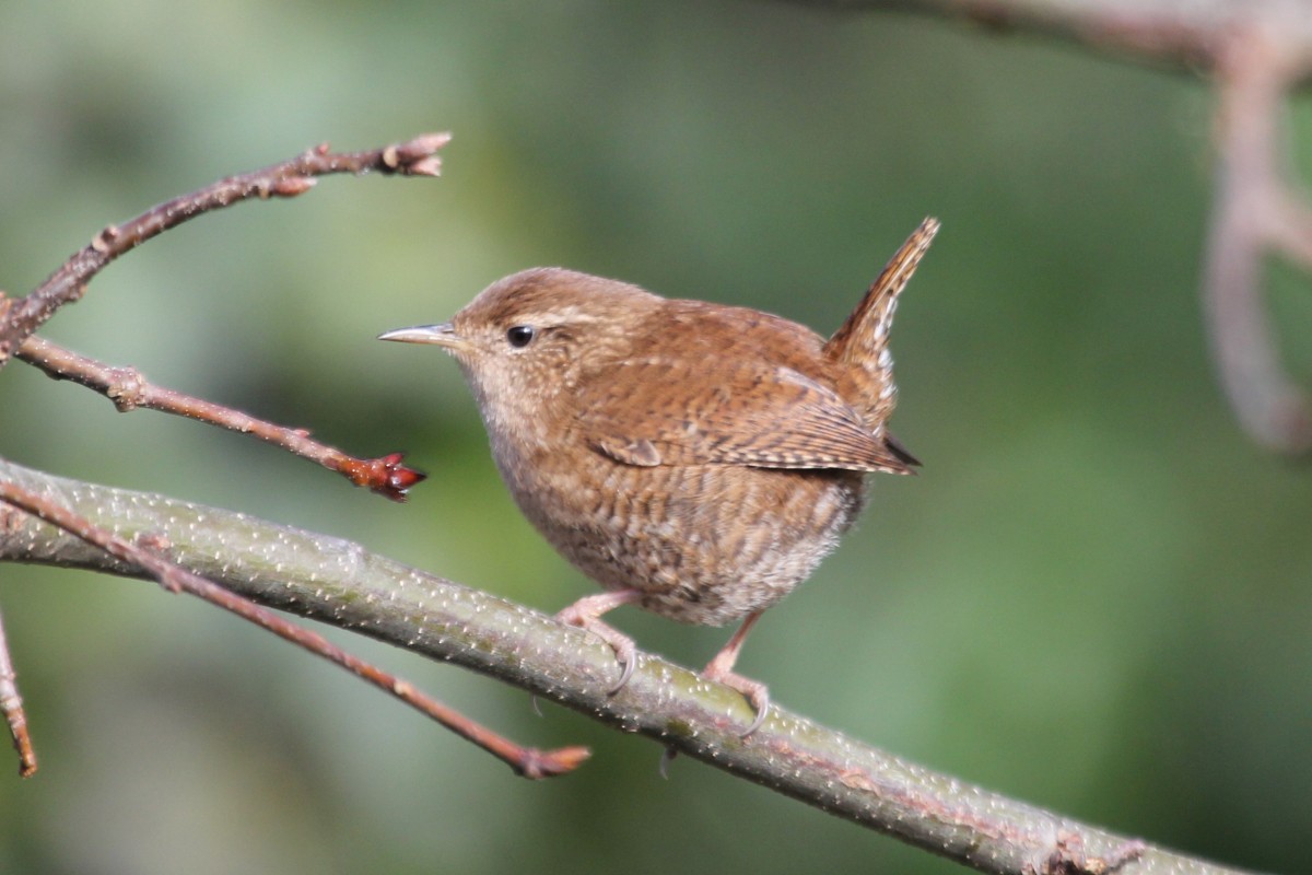 střízlík obecný - ML644743909