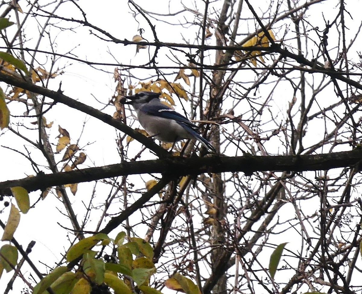 Blue Jay - ML644743913