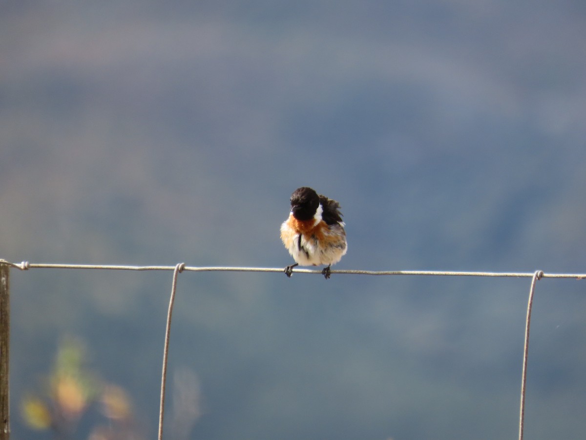 African Stonechat - ML644743915