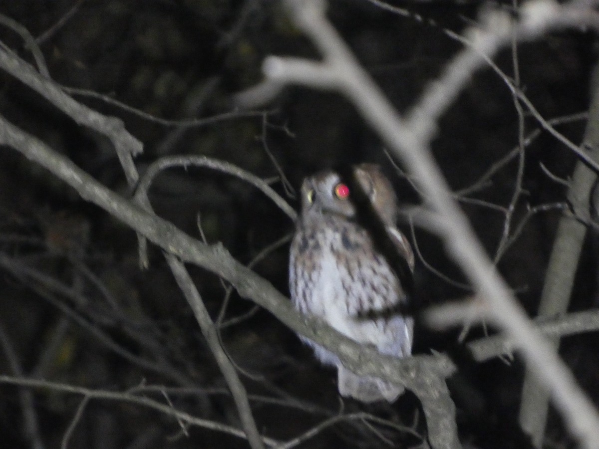 Eastern Screech-Owl - ML644743939
