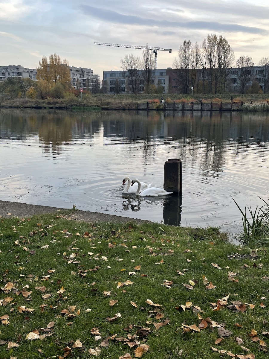 labuť velká - ML644743953