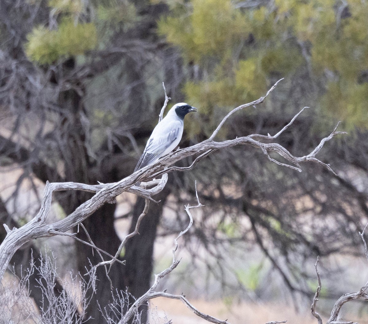 Black-faced Cuckooshrike - ML644743963