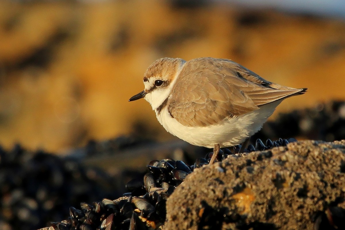 kulík mořský - ML644743964