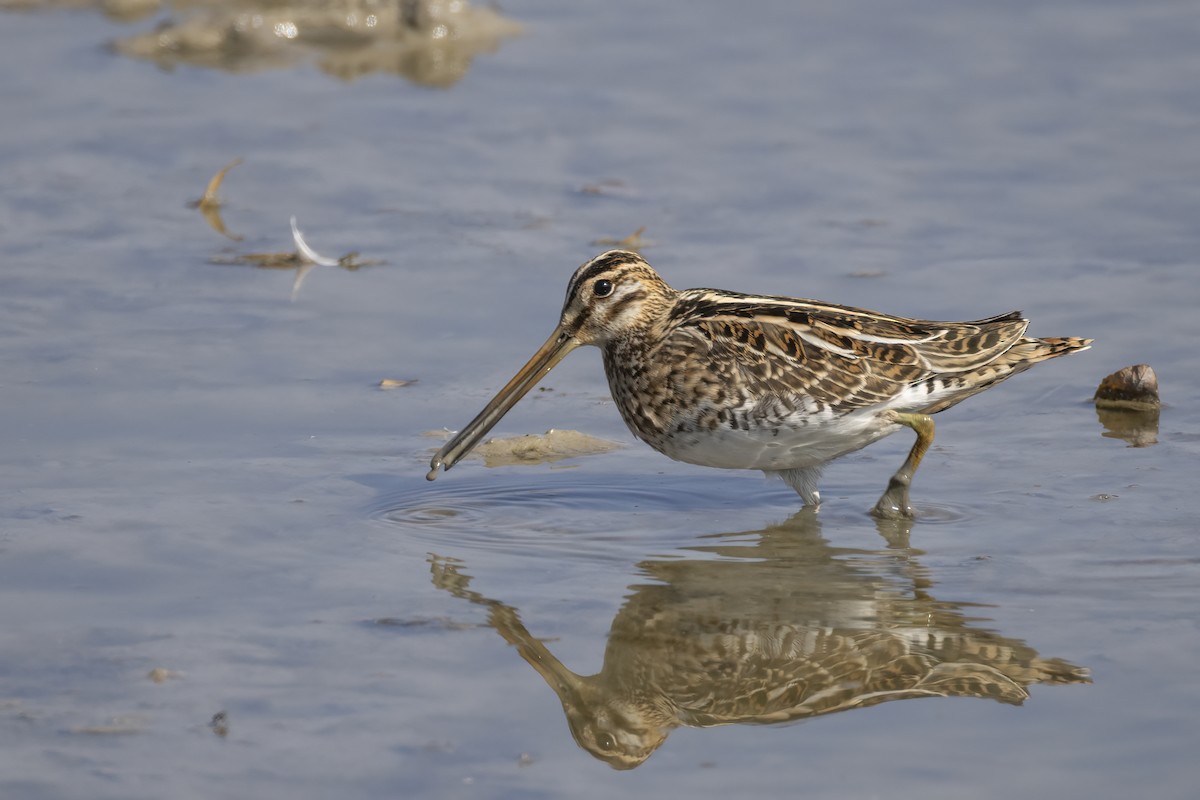 Agachadiza Común - ML644743970