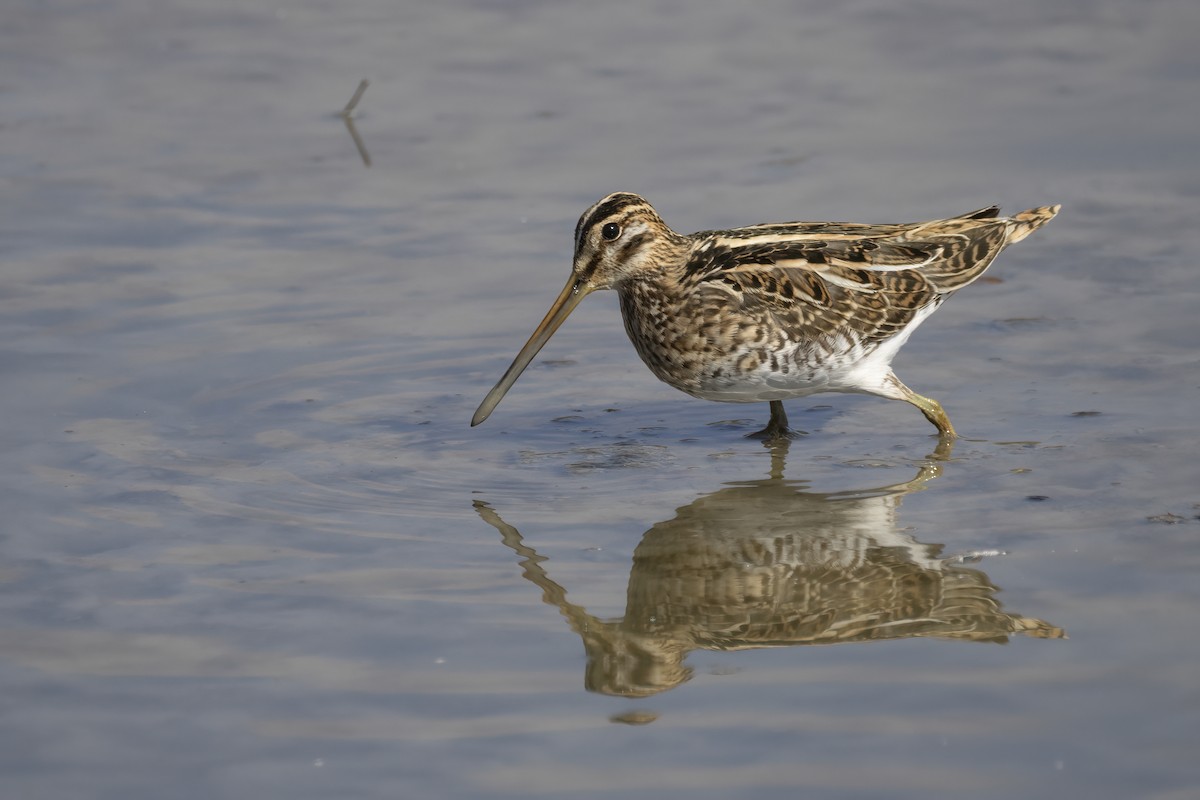 Agachadiza Común - ML644743971