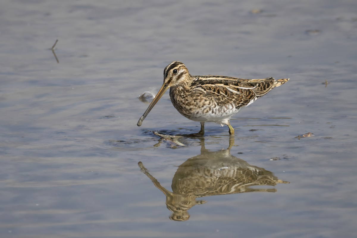 Agachadiza Común - ML644743973