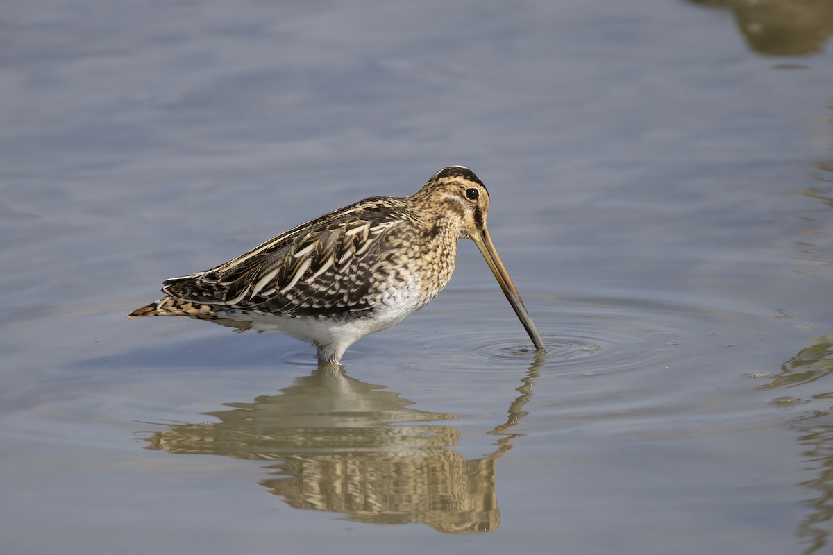 Agachadiza Común - ML644743974