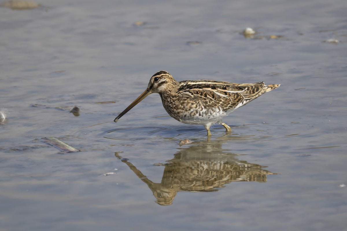 Agachadiza Común - ML644743975