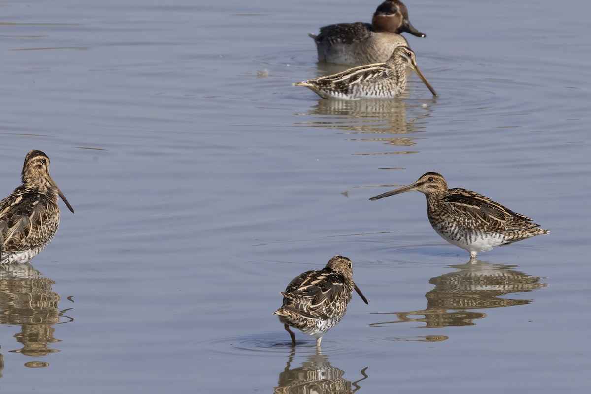 Agachadiza Común - ML644743976