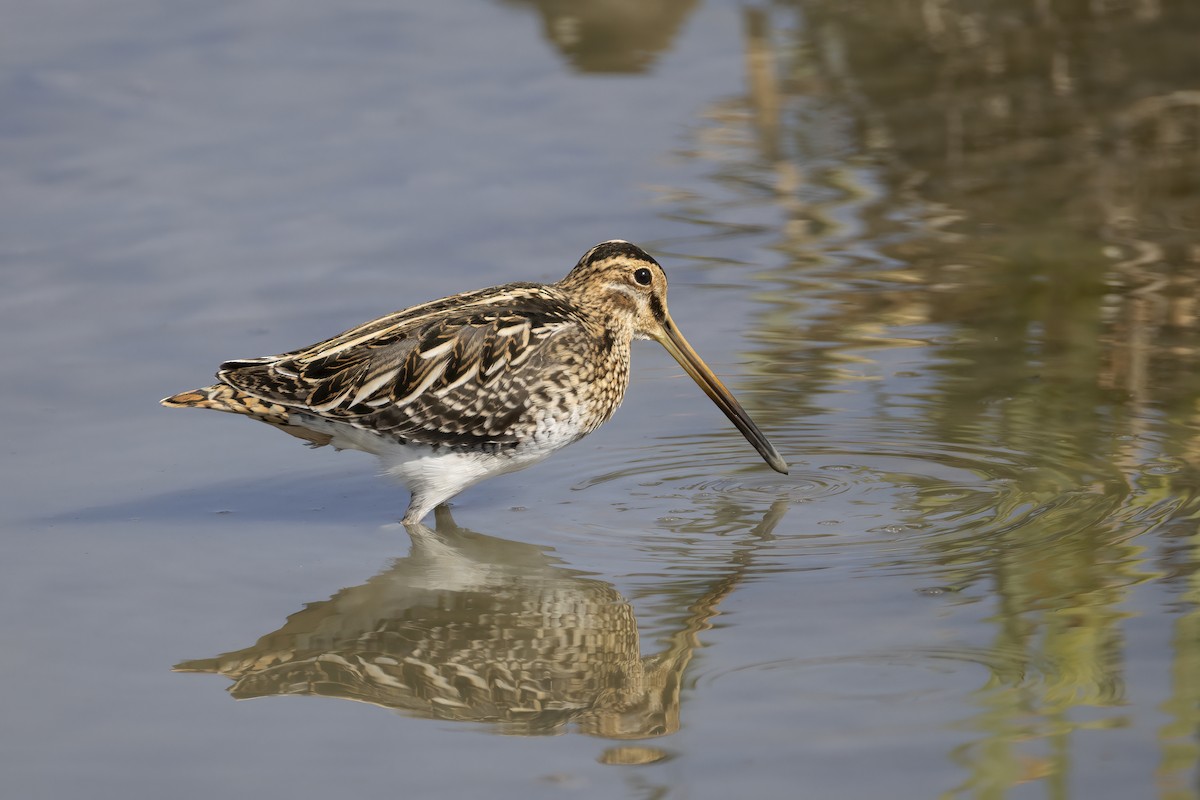 Agachadiza Común - ML644743977