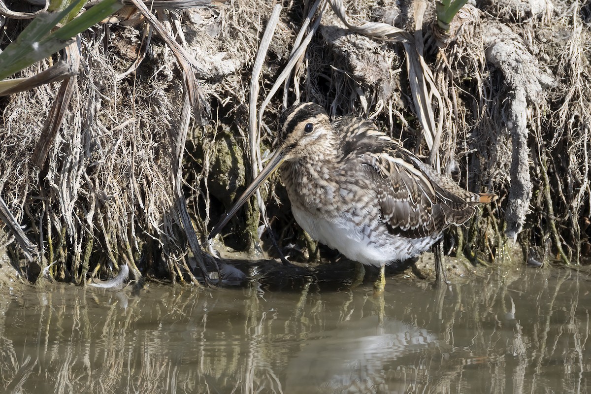 Agachadiza Común - ML644743978