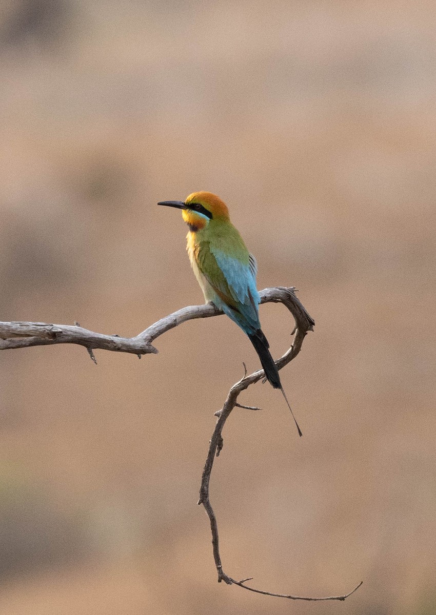 Abejaruco Australiano - ML644743980