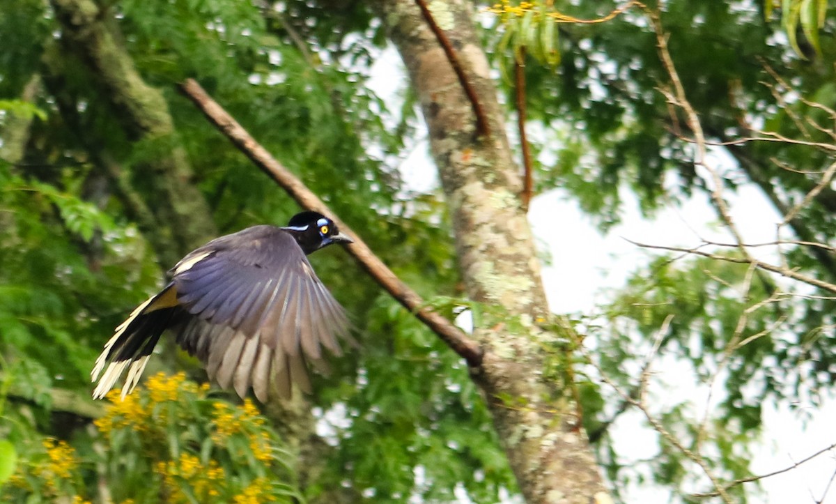 Chara Moñuda - ML644743983