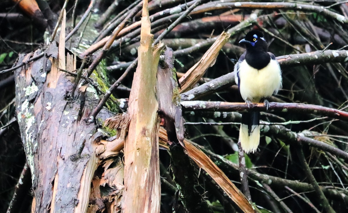 Chara Moñuda - ML644743984