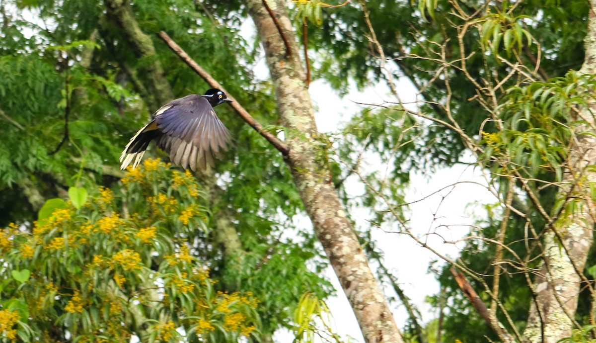 Chara Moñuda - ML644743985