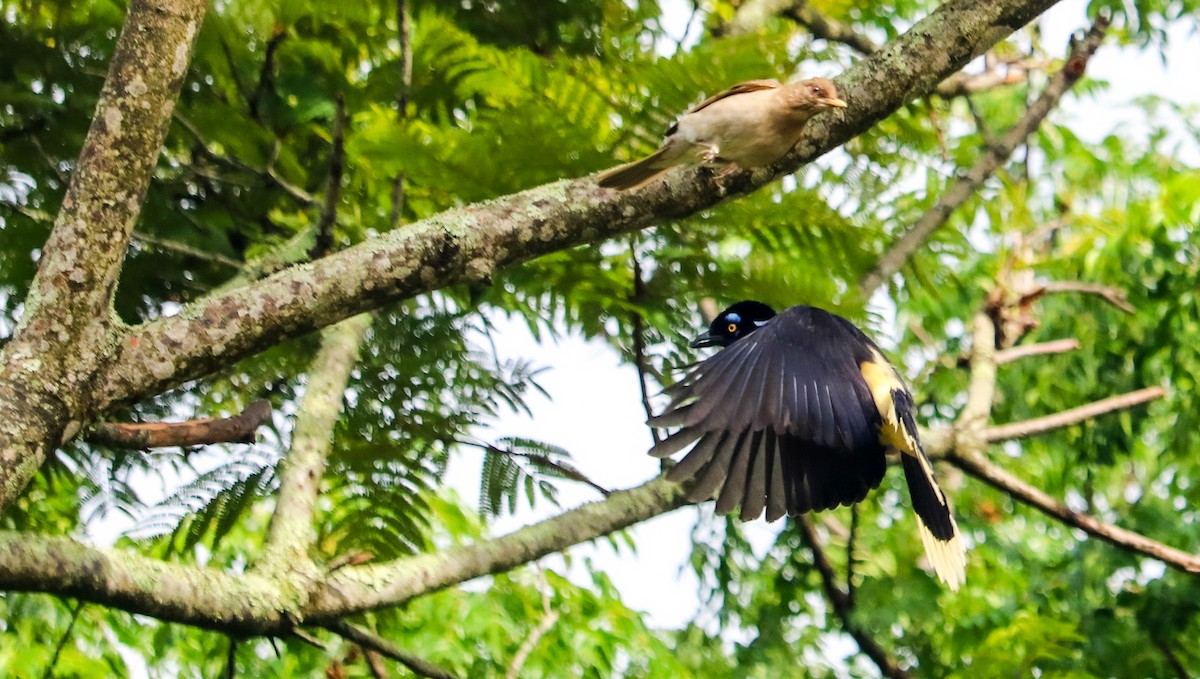 Chara Moñuda - ML644743986