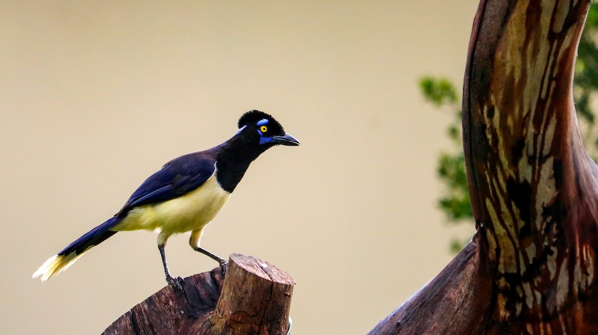 Chara Moñuda - ML644743988