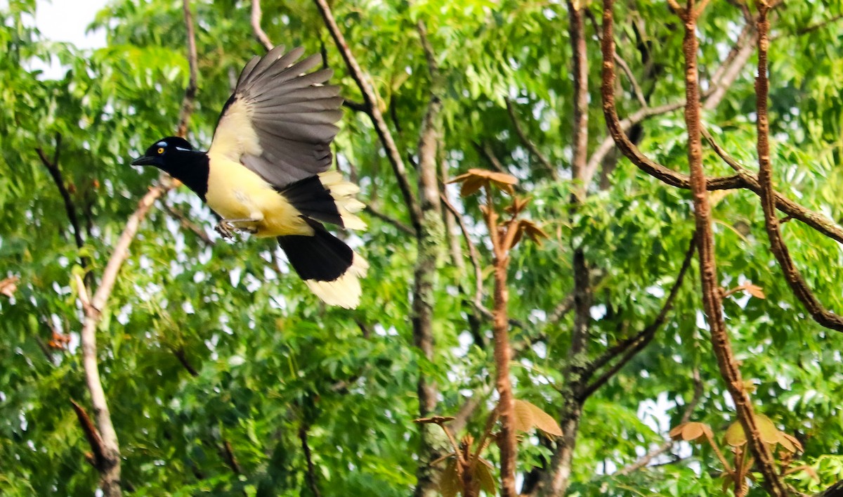 Chara Moñuda - ML644743989