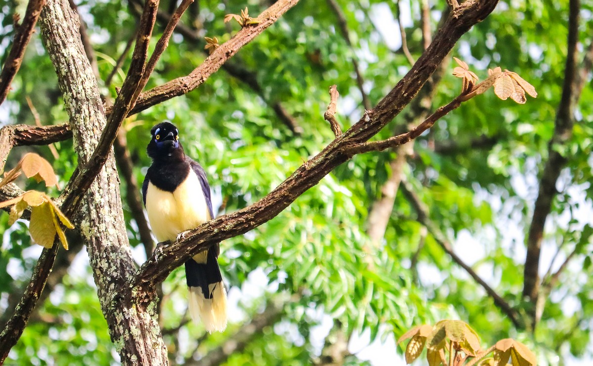 Chara Moñuda - ML644743990