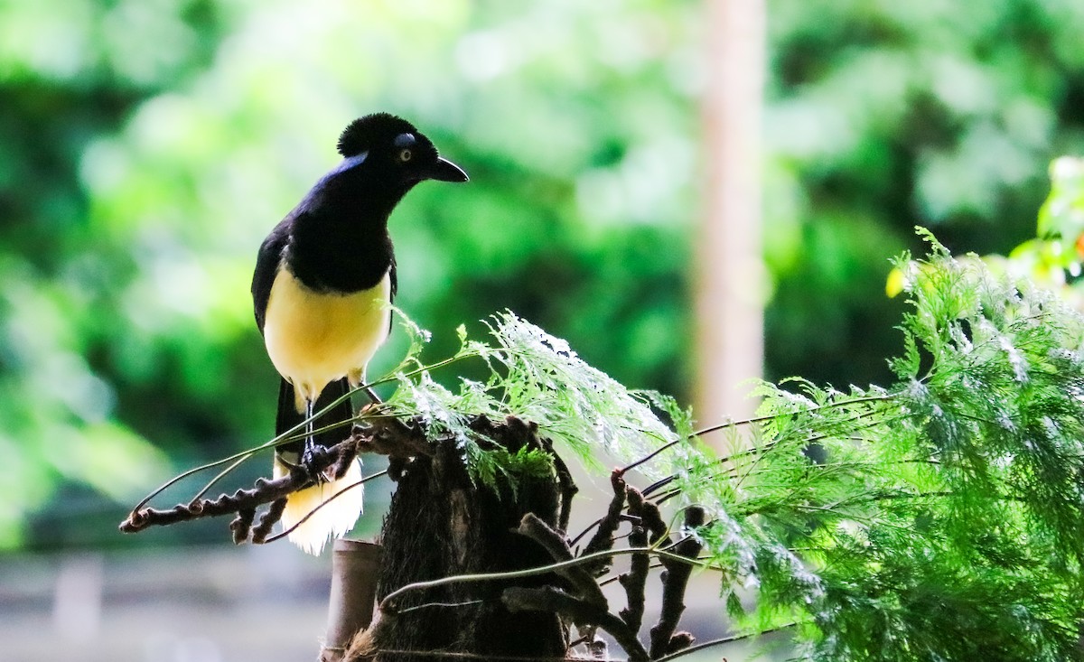 Chara Moñuda - ML644743991