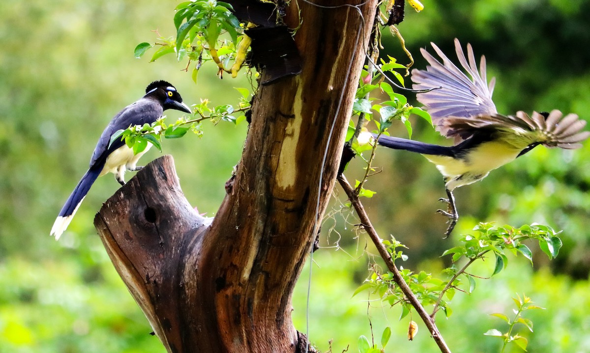 Chara Moñuda - ML644743992