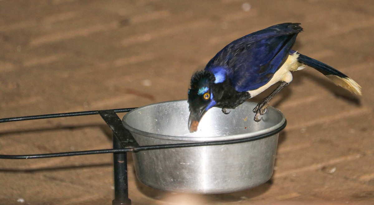 Chara Moñuda - ML644743993