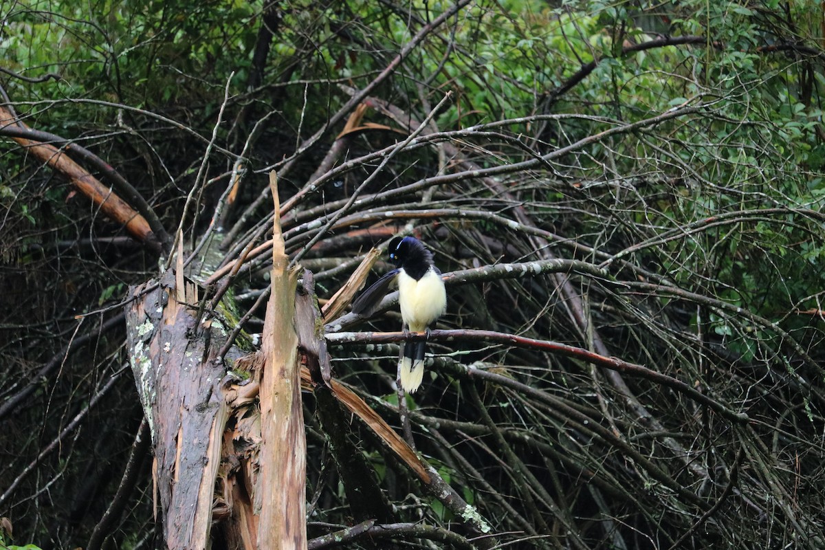 Chara Moñuda - ML644743994