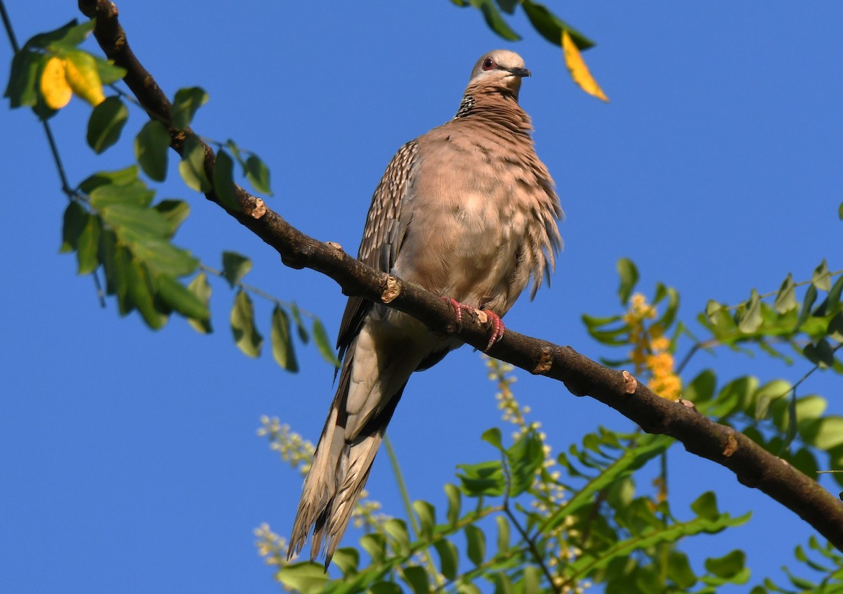 Tórtola Moteada - ML644743995