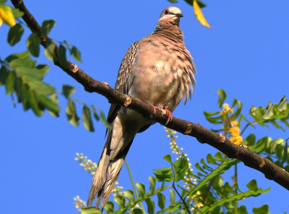 Tórtola Moteada - ML644743996