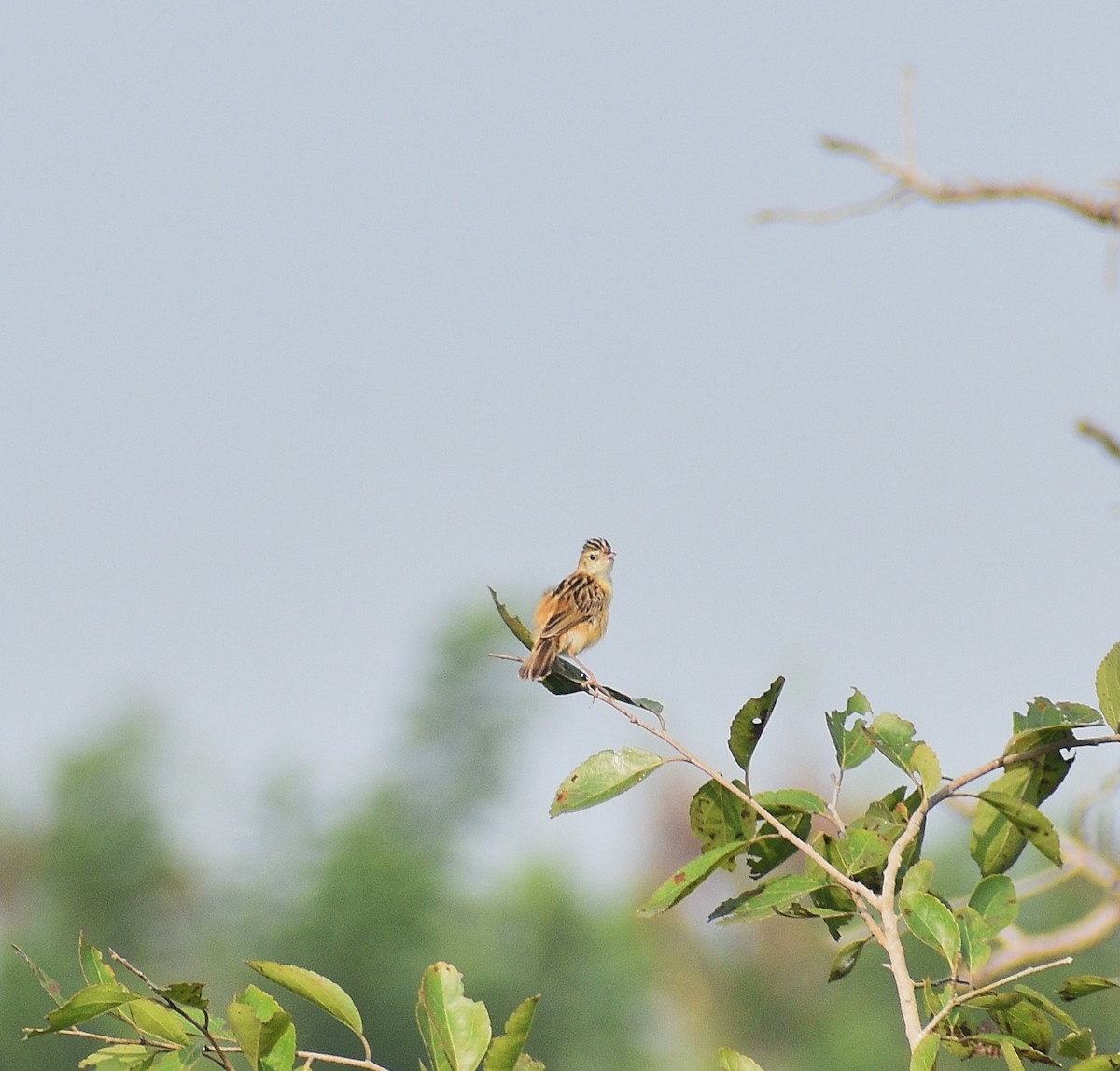 Cistícola Buitrón - ML644744005