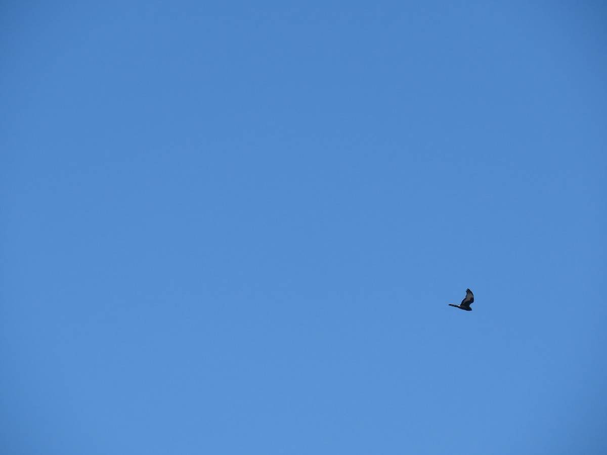 Aguilucho Negro - ML644744007