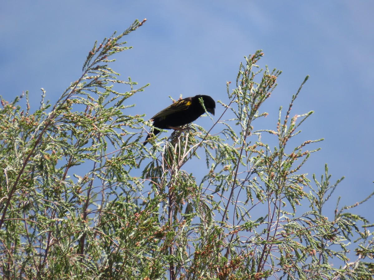 Obispo Culigualdo - ML644744010