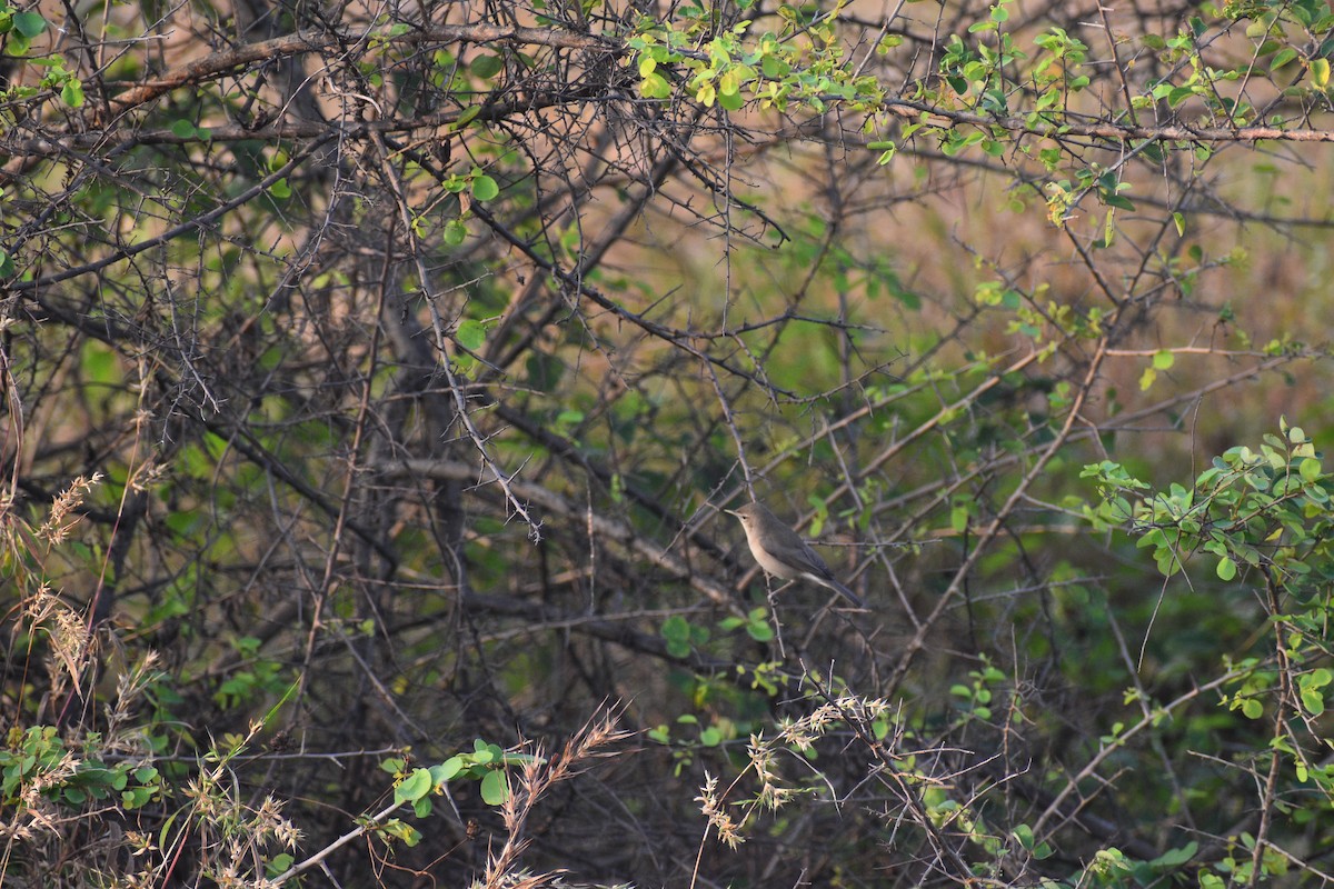 Zarcero Escita - ML644744012