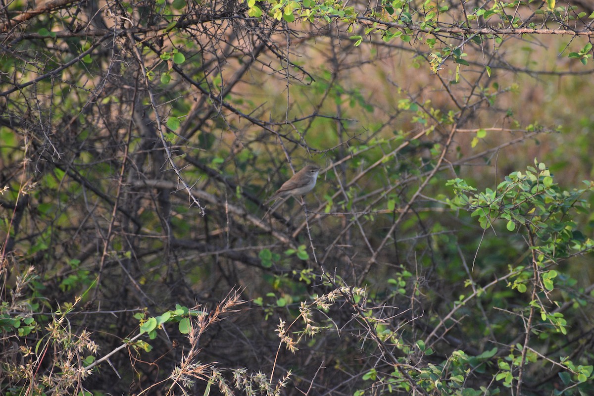 Zarcero Escita - ML644744013