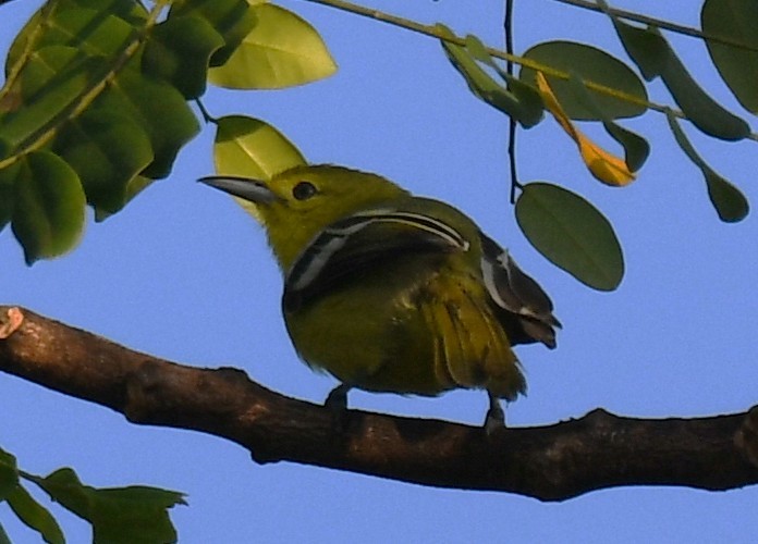 Iora Común - ML644744014