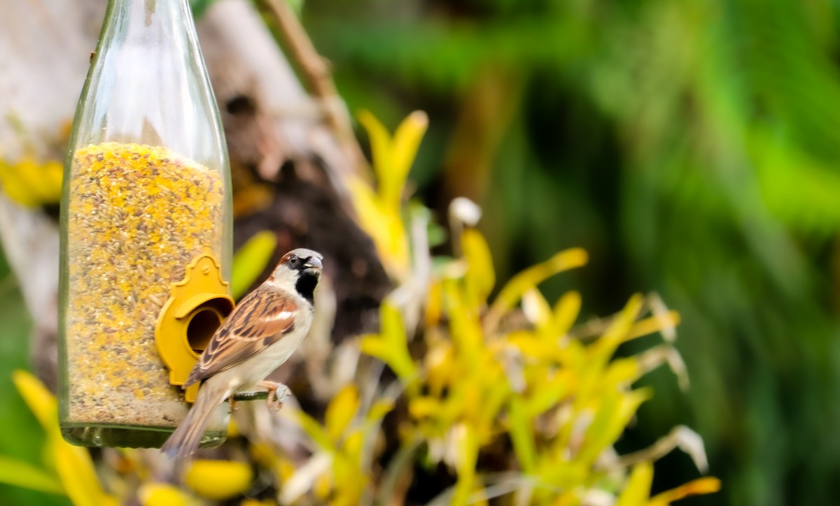 Gorrión Común - ML644744015