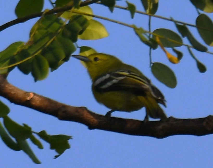 Iora Común - ML644744016