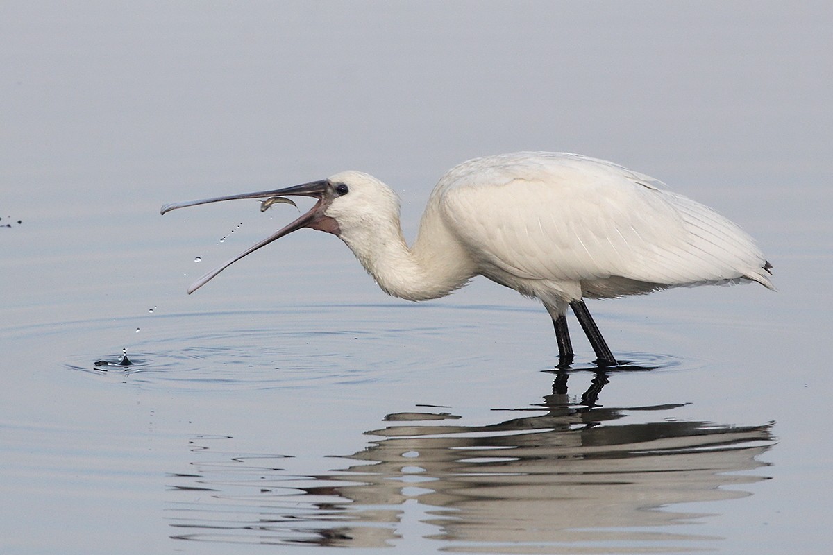 Espátula Común - ML644744017