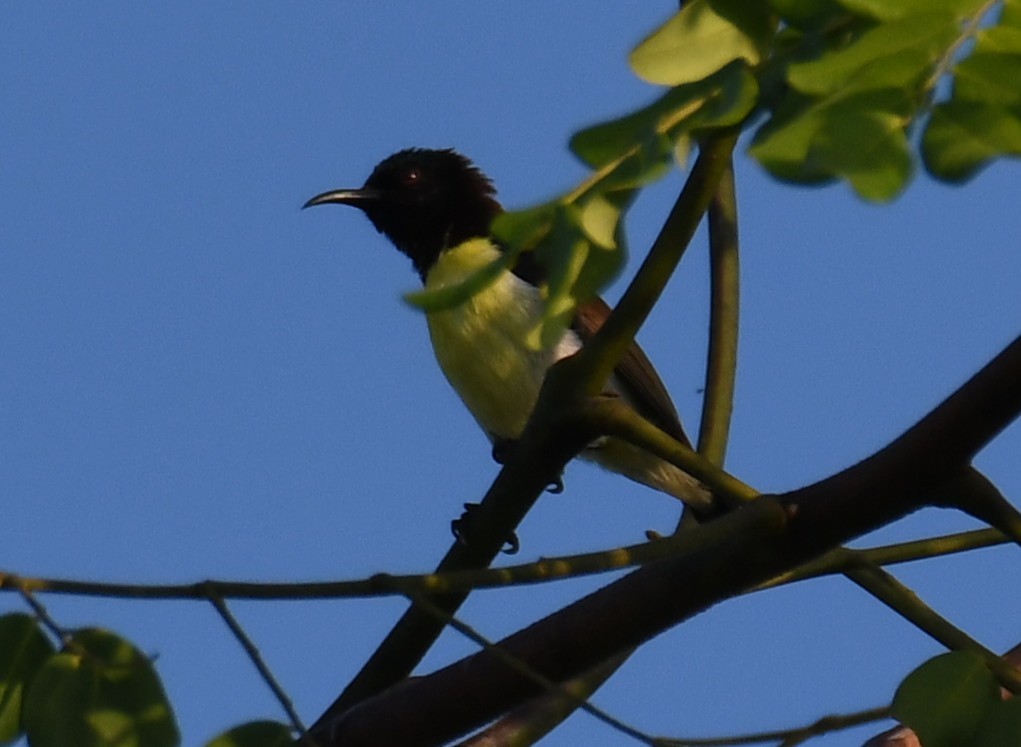 Suimanga Cingalés - ML644744018