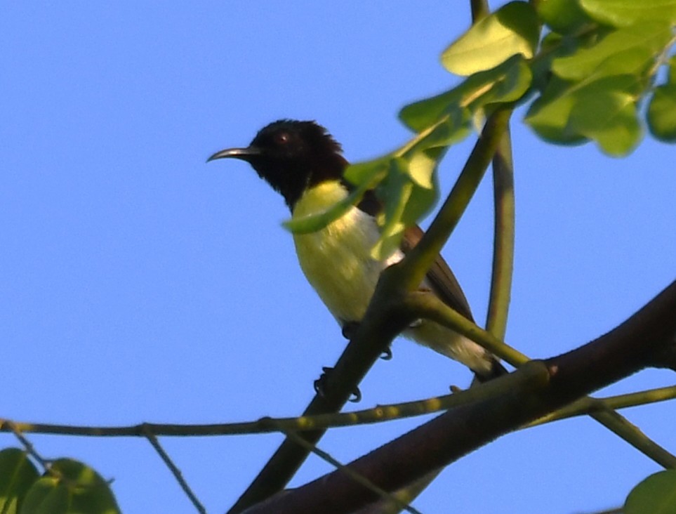 Suimanga Cingalés - ML644744023