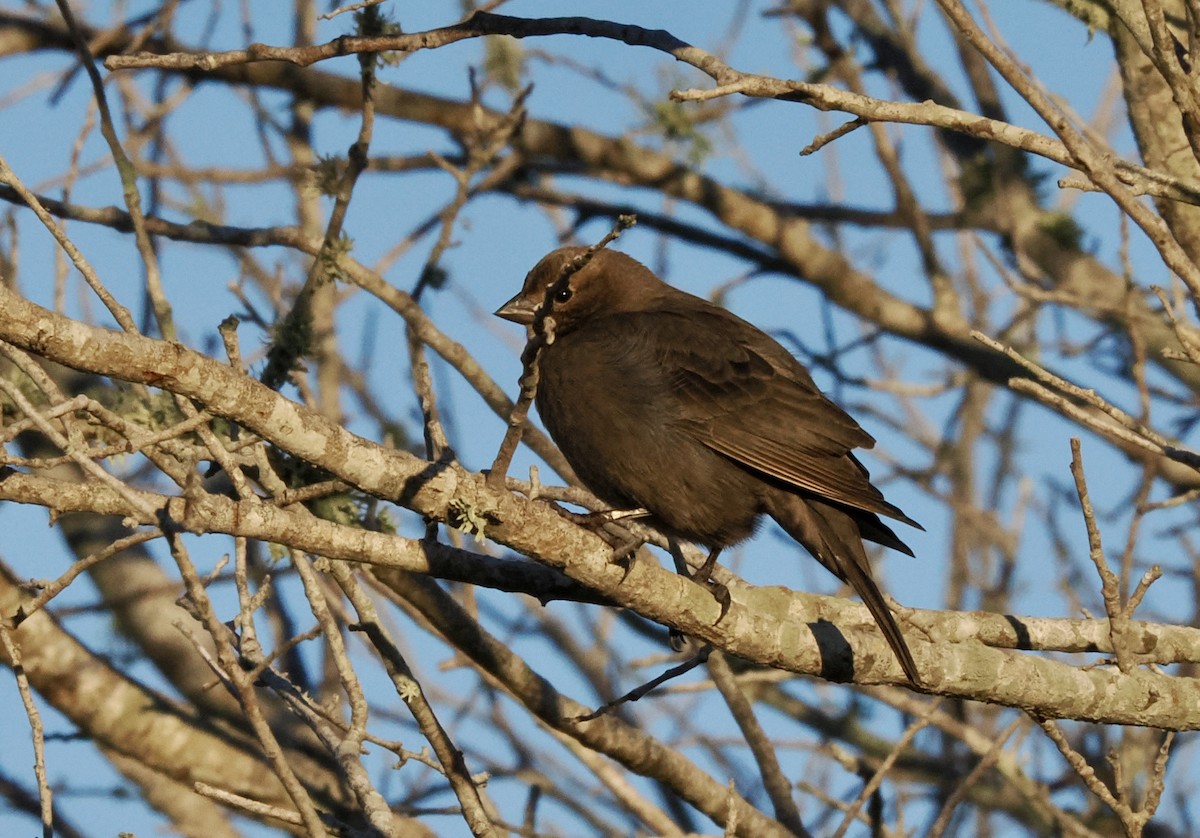 Brown-headed Cowbird - ML644744026