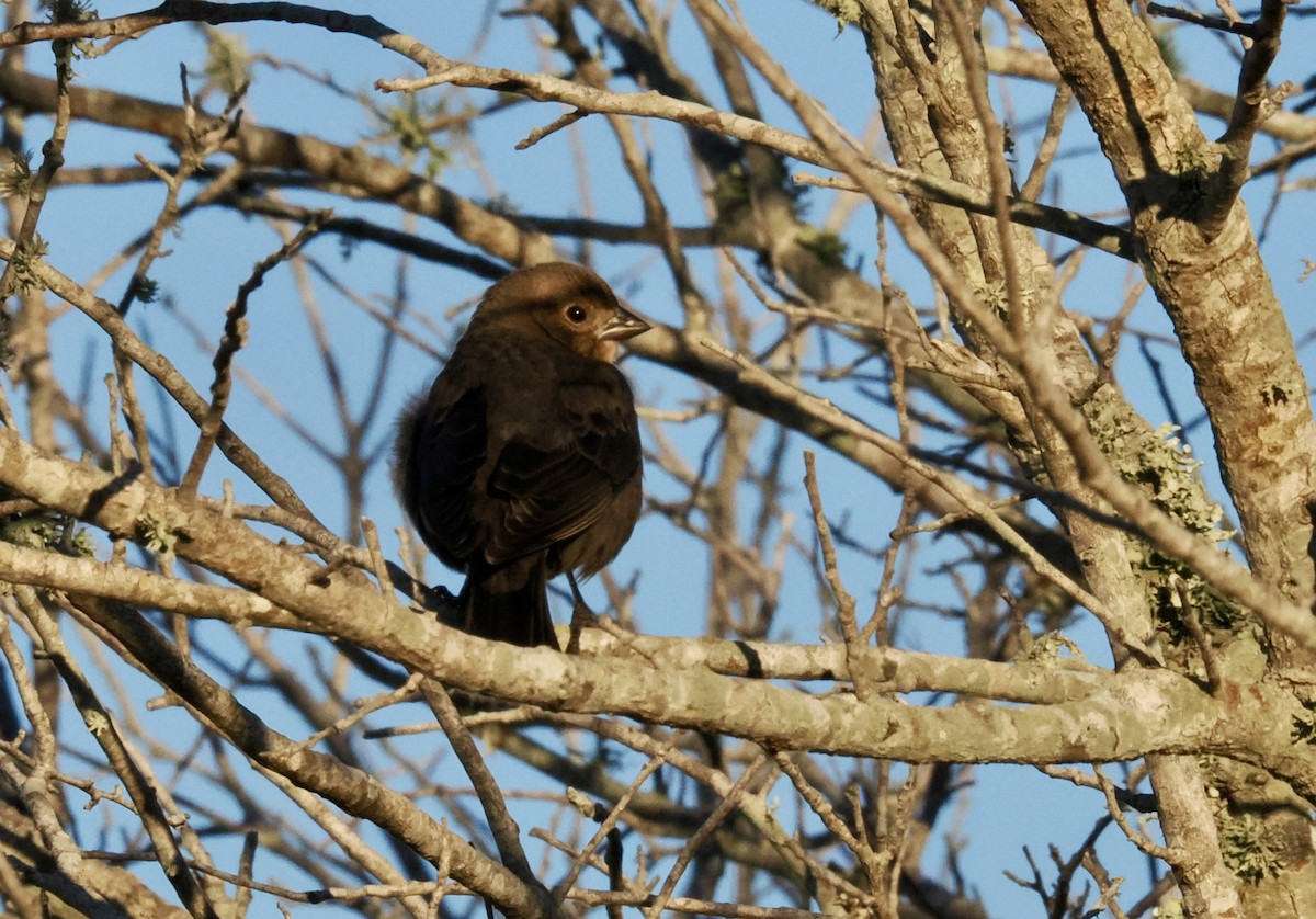 Brown-headed Cowbird - ML644744028